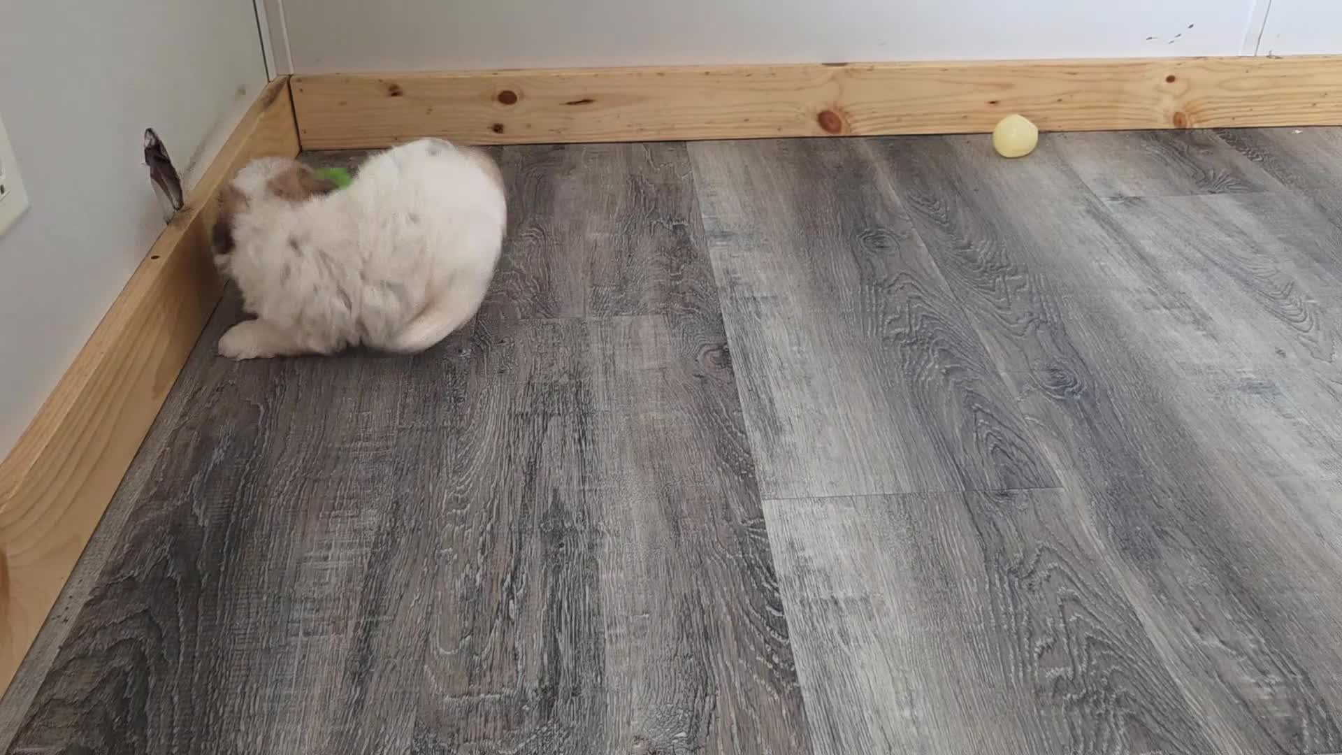 Maltipoo dogs for sale: Alex - Video 1
