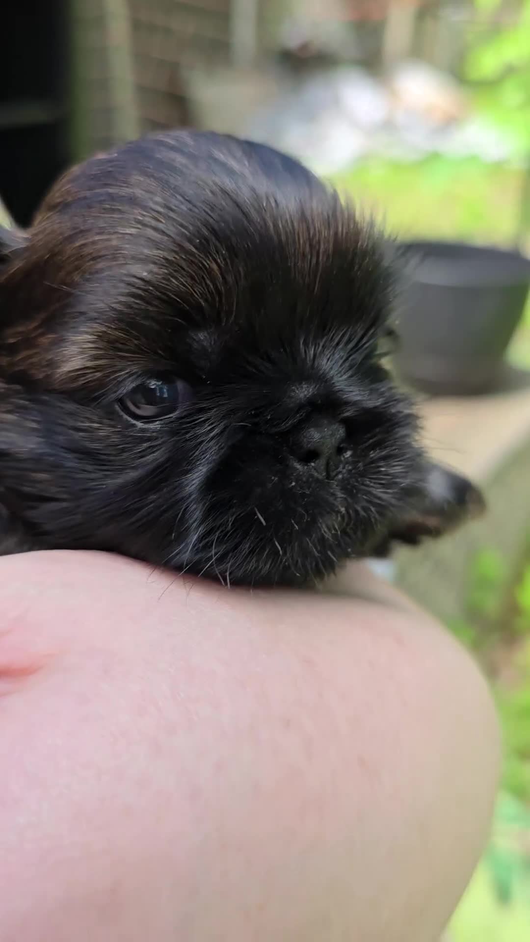 Shih Tzu dogs for sale: Precious  - Video 2