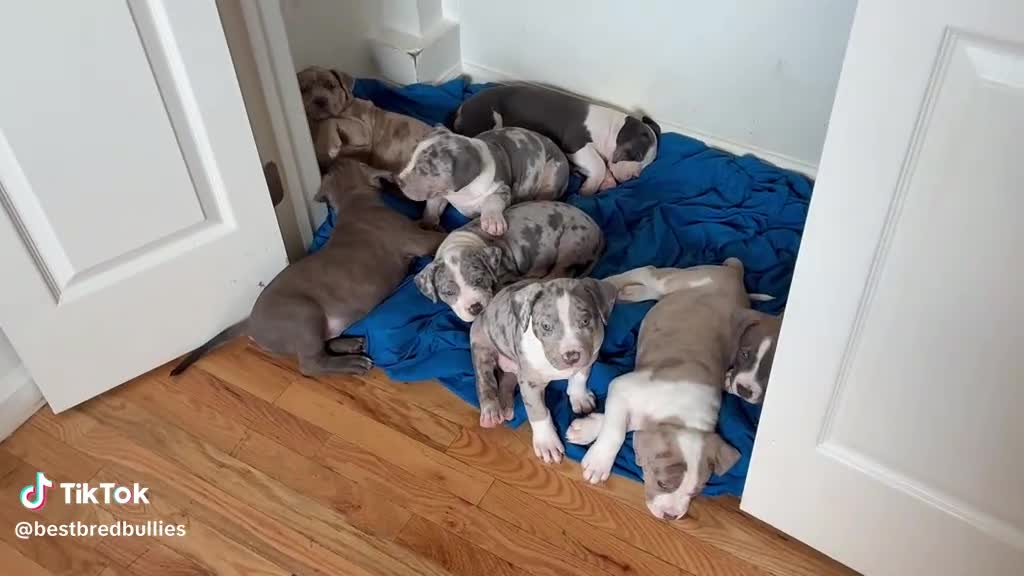 American Bully dogs for sale: American Bully (female#4) - Video 3