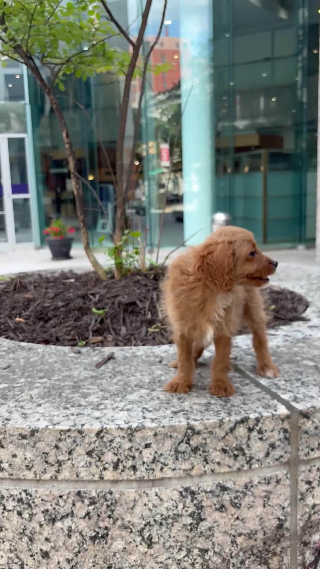 Cavapoo dogs for sale: Daisy - Video 1