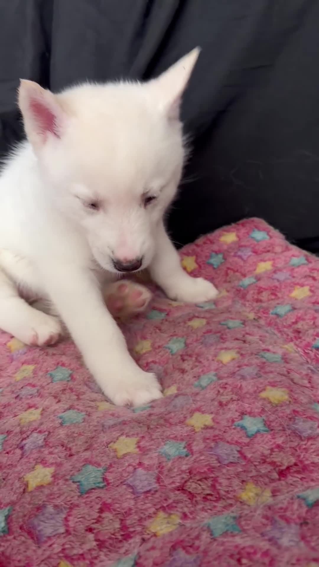 Pomsky dogs for sale: Snow - Video 1