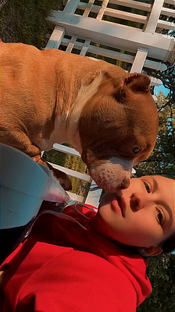 American Bully dogs for sale: A’terra - Video 1