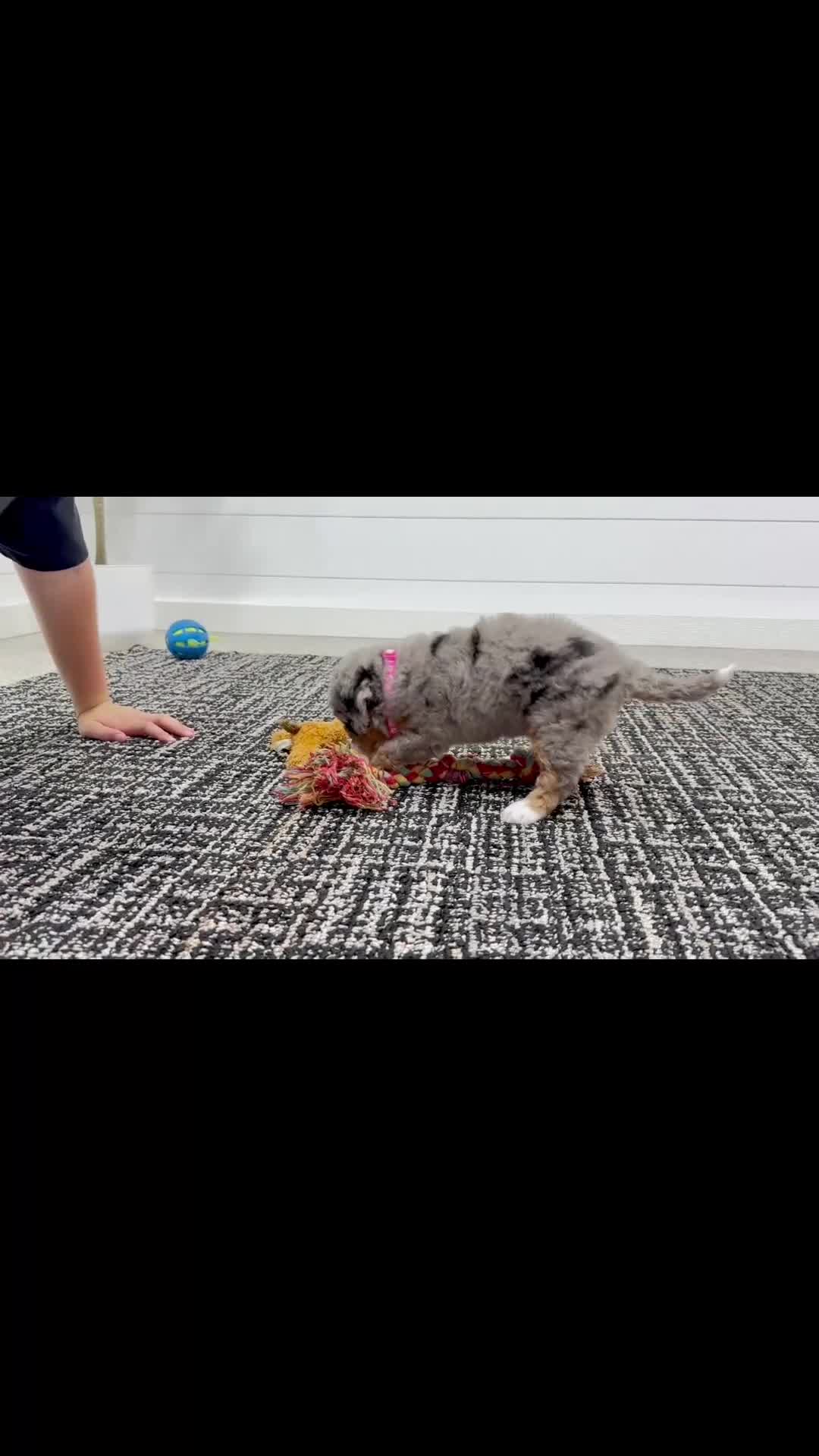 Mini Bernedoodle dogs for sale: Maggie  💖 - Video 2