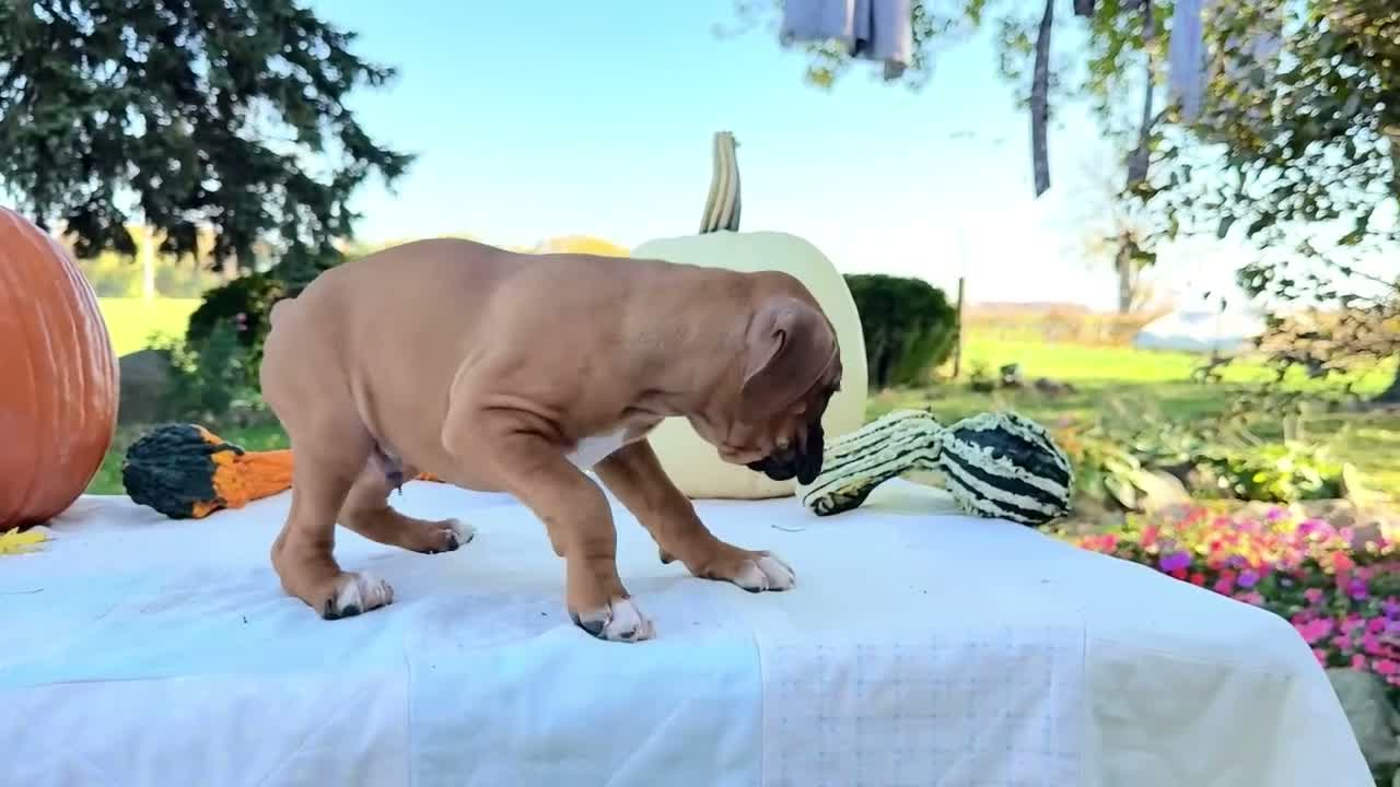 Boxer dogs for sale: Oscar Boxer - Video 1