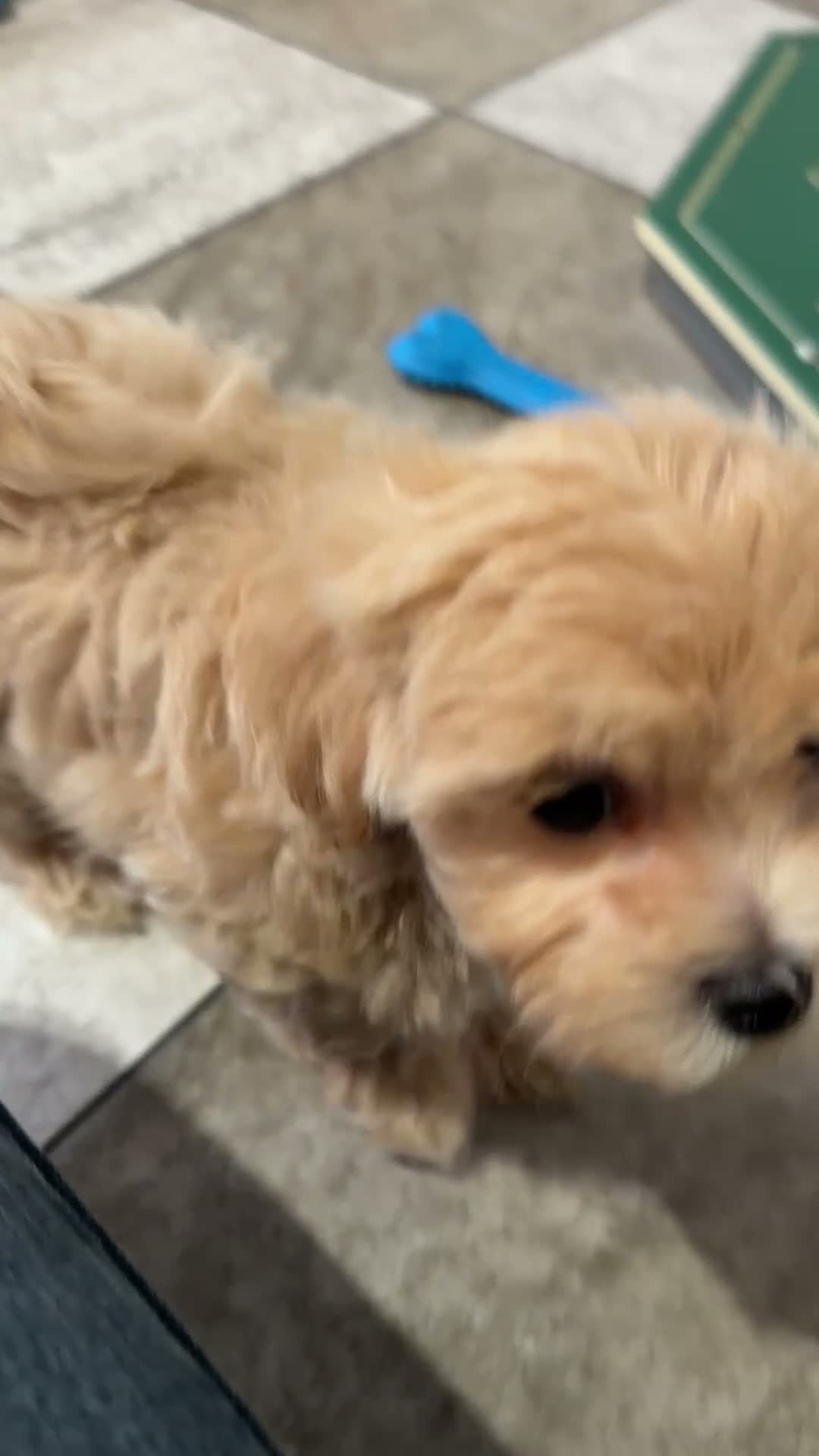 Maltipoo dogs for sale: Tyler - Video 1