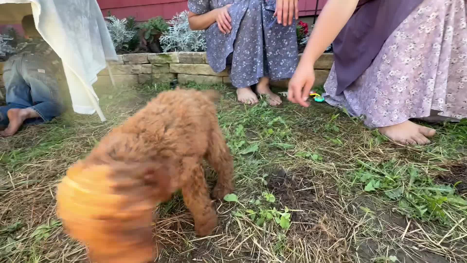 Mini Goldendoodle dogs for sale: Candy - Video 2