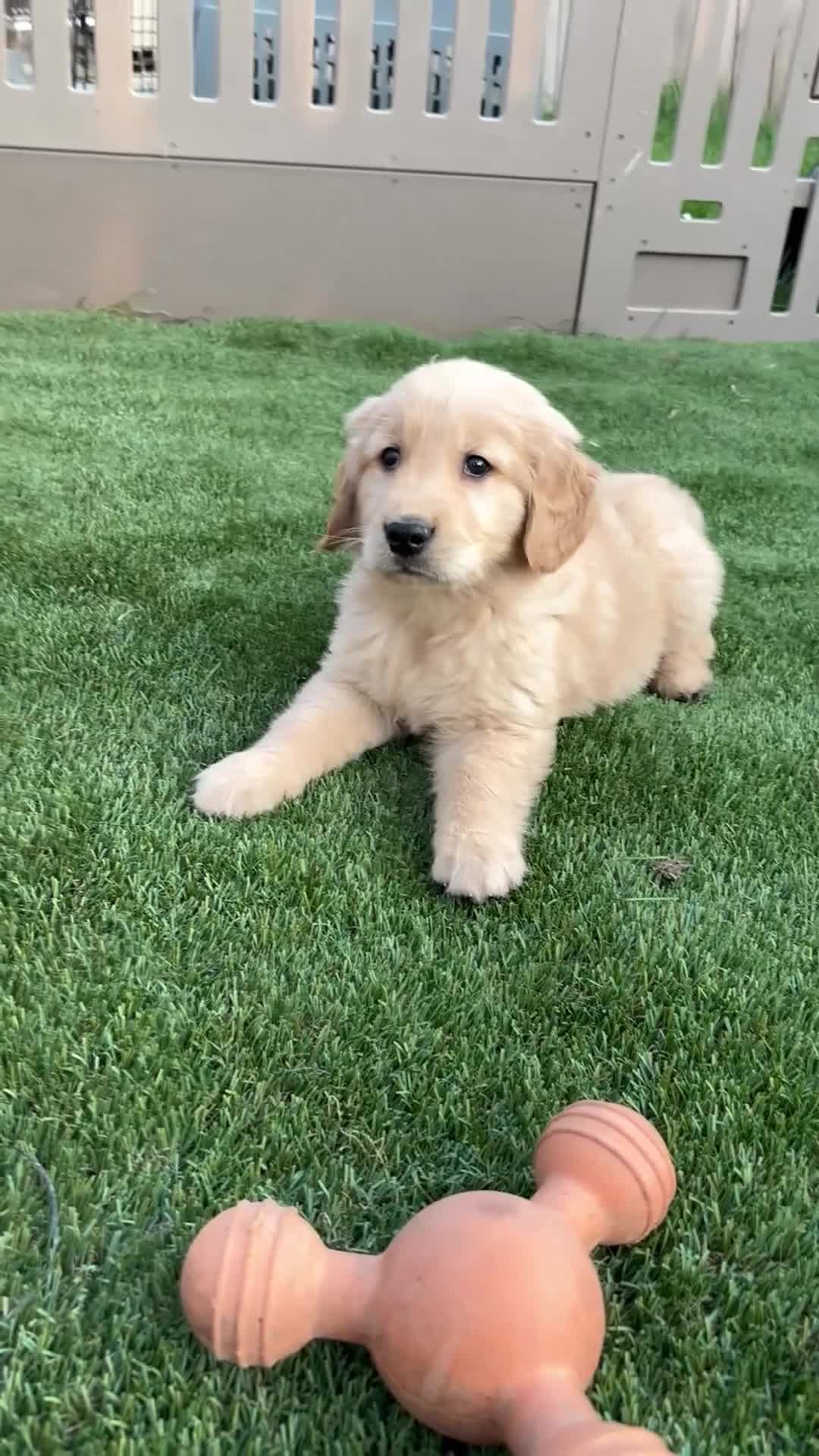 Golden Retriever dogs for sale: Neo - Video 1