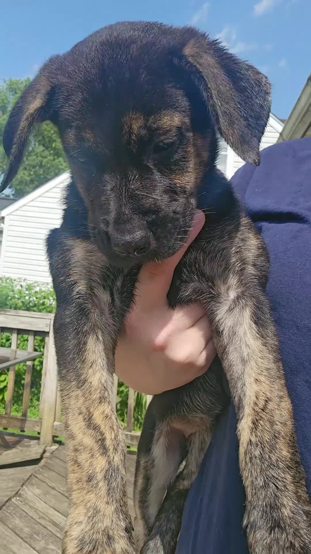 Mixed Breed dogs for sale: The group  - Video 1