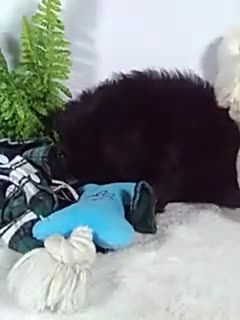 Shihpoo dogs for sale: Hero - Video 1
