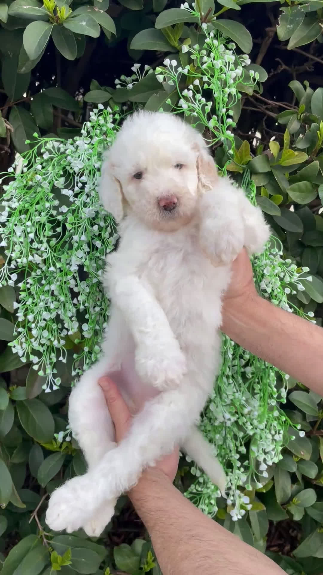 Goldendoodle dogs for sale: Sadie - Video 1