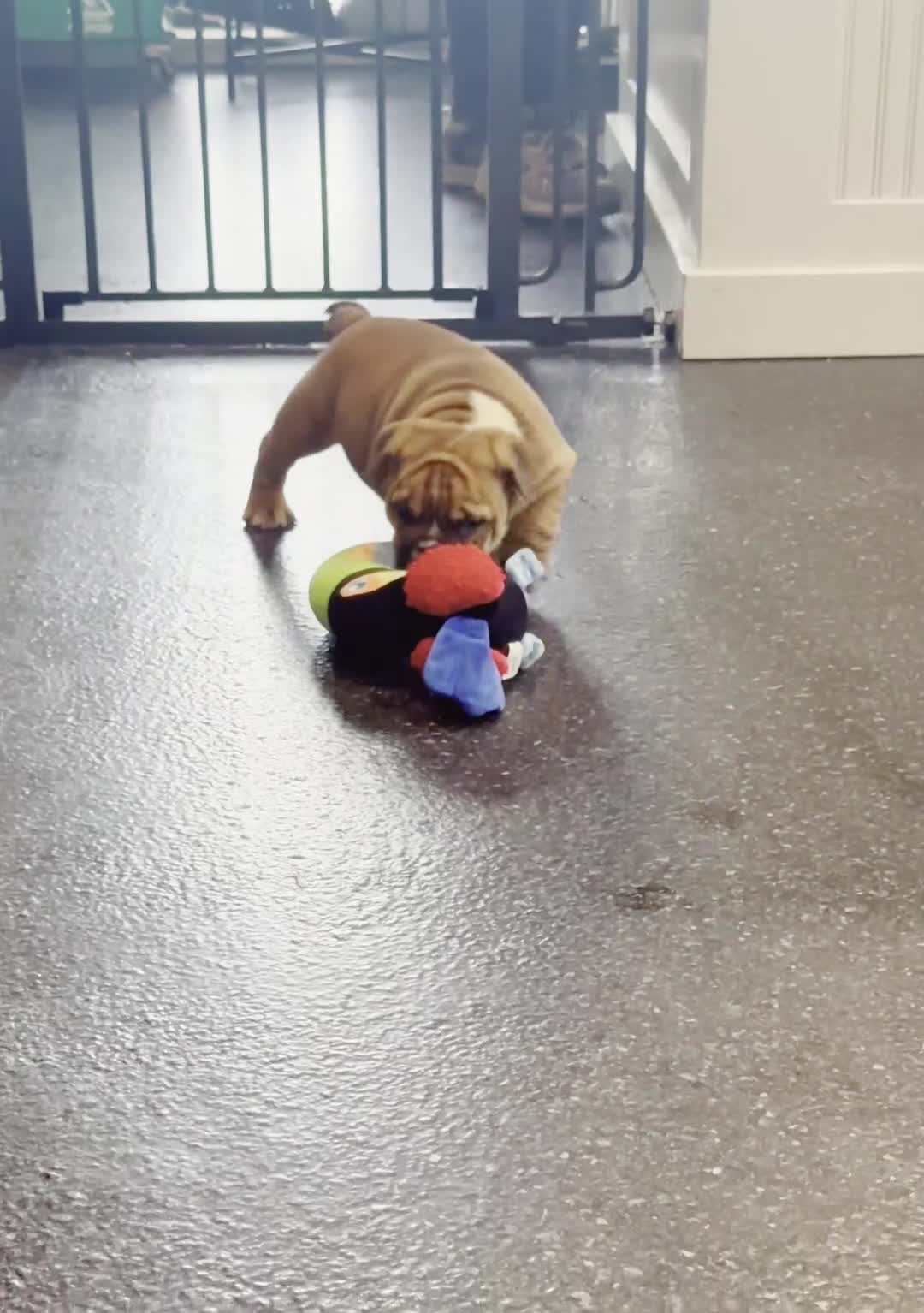 English Bulldog dogs for sale: Duchess AKC - Video 1