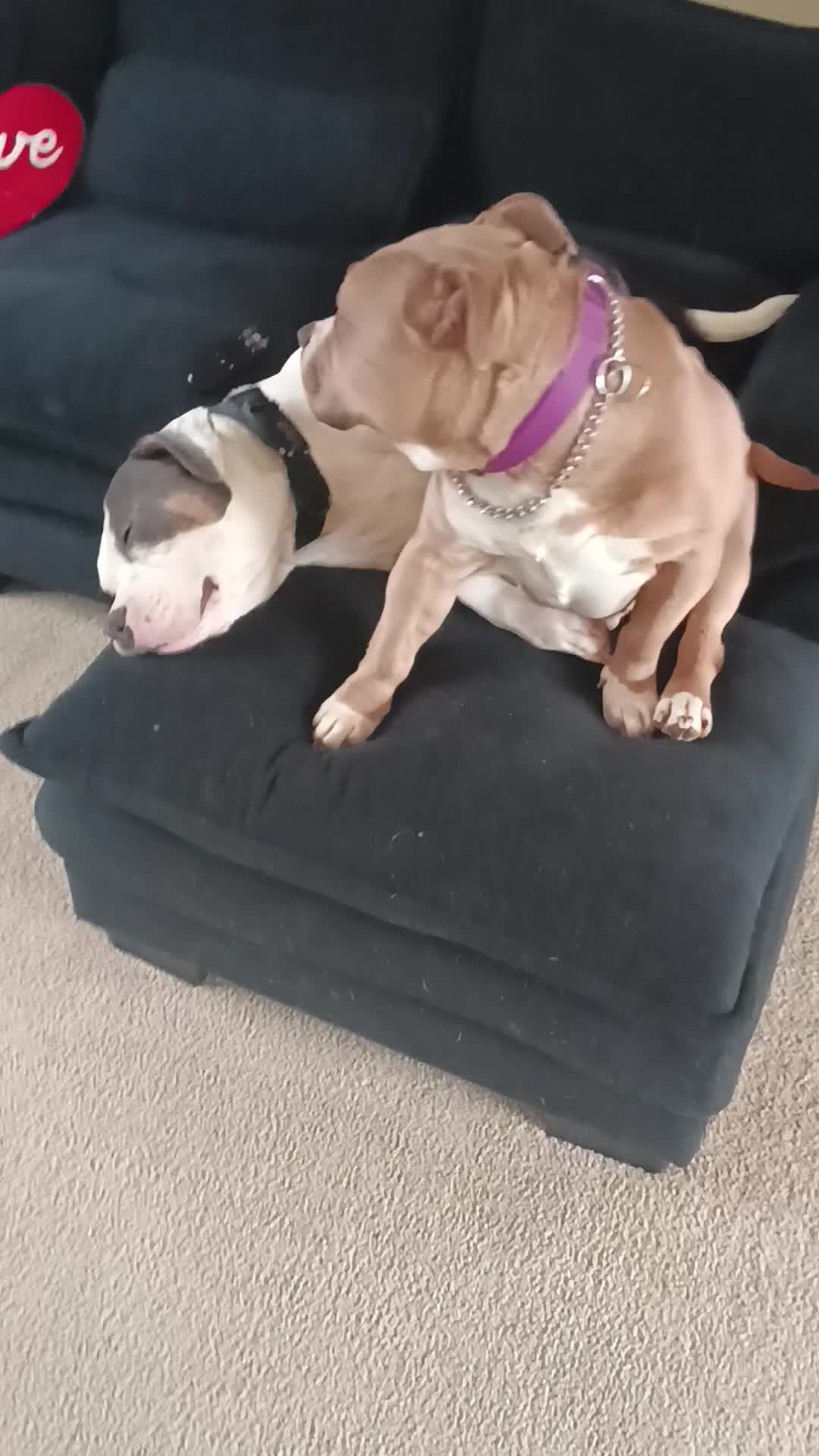 American Bully dogs for sale: American Bully Puppy 3 - Video 1