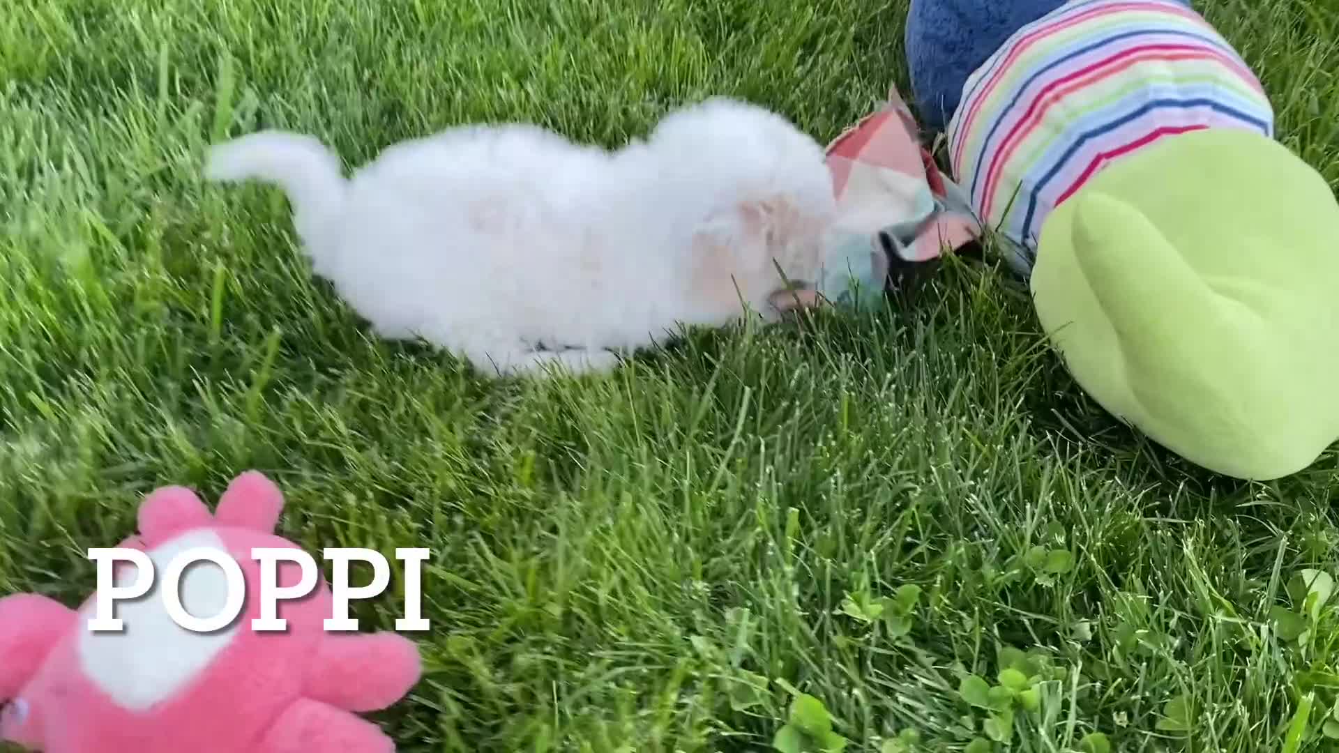 Bichpoo dogs for sale: Poppi - Video 1