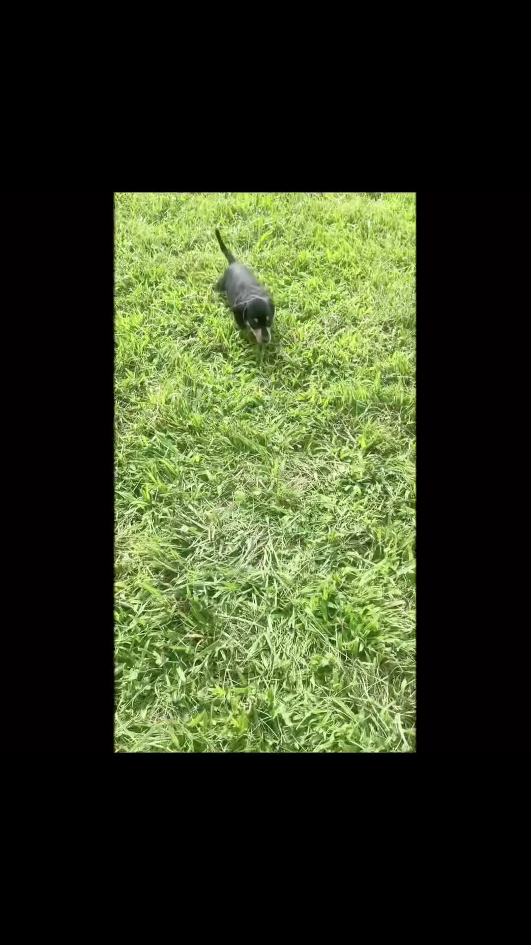 Miniature Dachshund dogs for sale: Espresso - Video 1