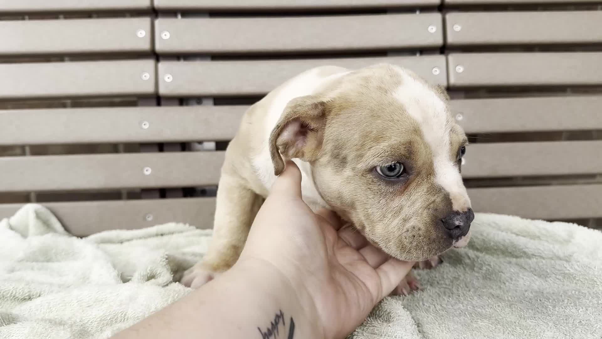 American Bully dogs for sale: Forrest - Video 1