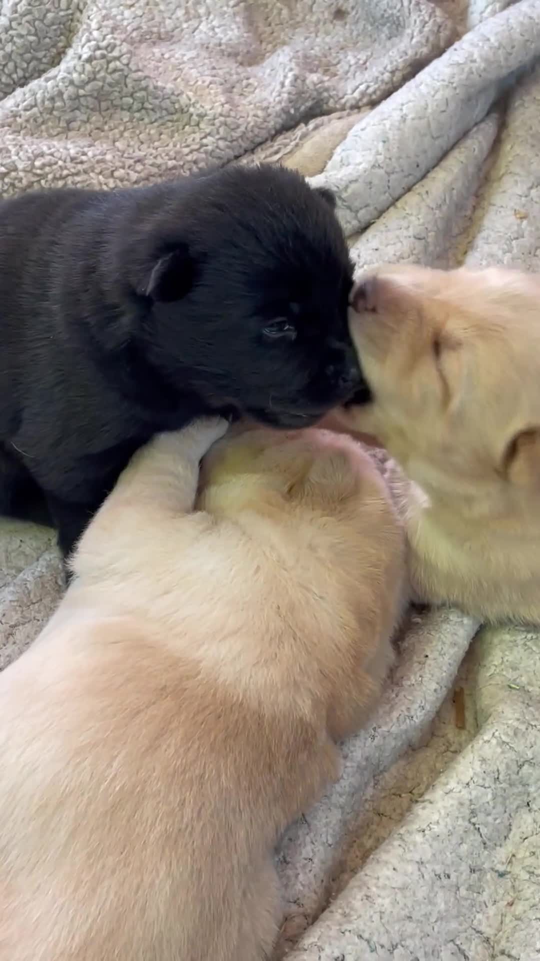 Mixed Breed dogs for sale: Chowski girl 1 - Video 1