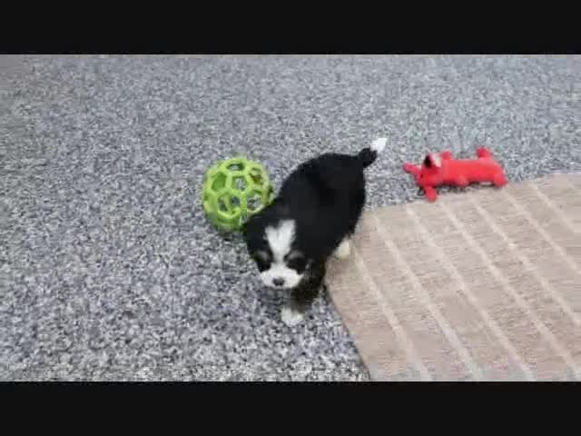 Mini Bernedoodle dogs for sale: Logan - Video 1