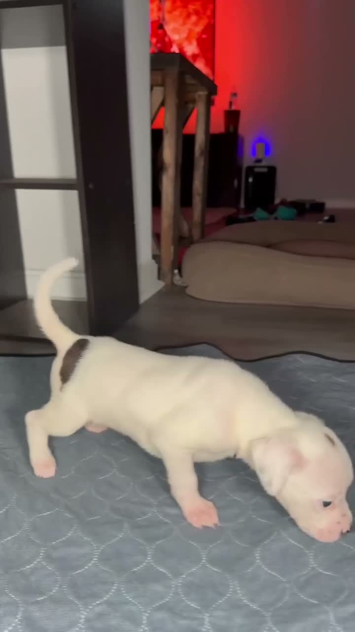 Mixed Breed dogs for sale: Neo - Video 2
