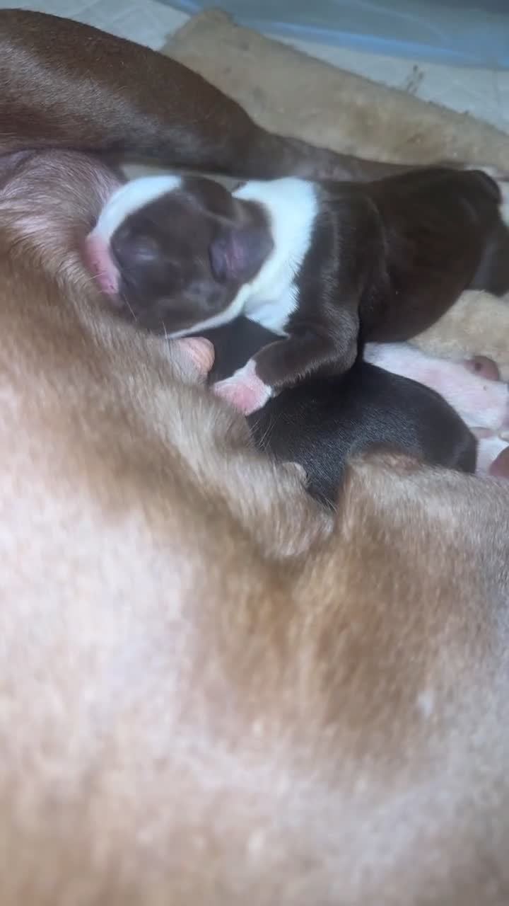 Boston Terrier dogs for sale: Tuesday - Video 1