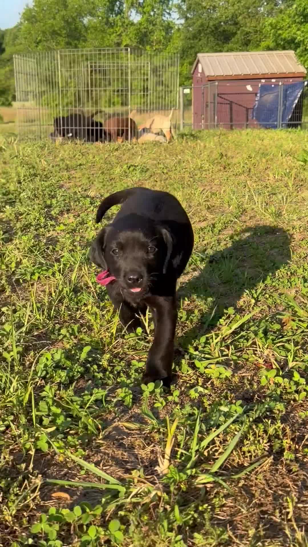 Labrador Retriever dogs for sale: Labrador Retriever Puppy 6 - Video 1