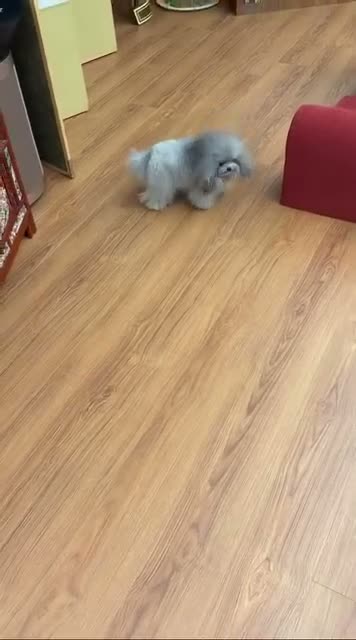 Toy Poodle dogs for sale: Frances  - Video 2