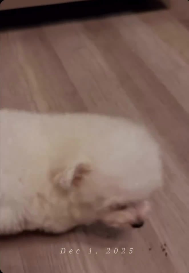 Maltipoo dogs for sale: Maltipoo Puppy 2 - Video 1