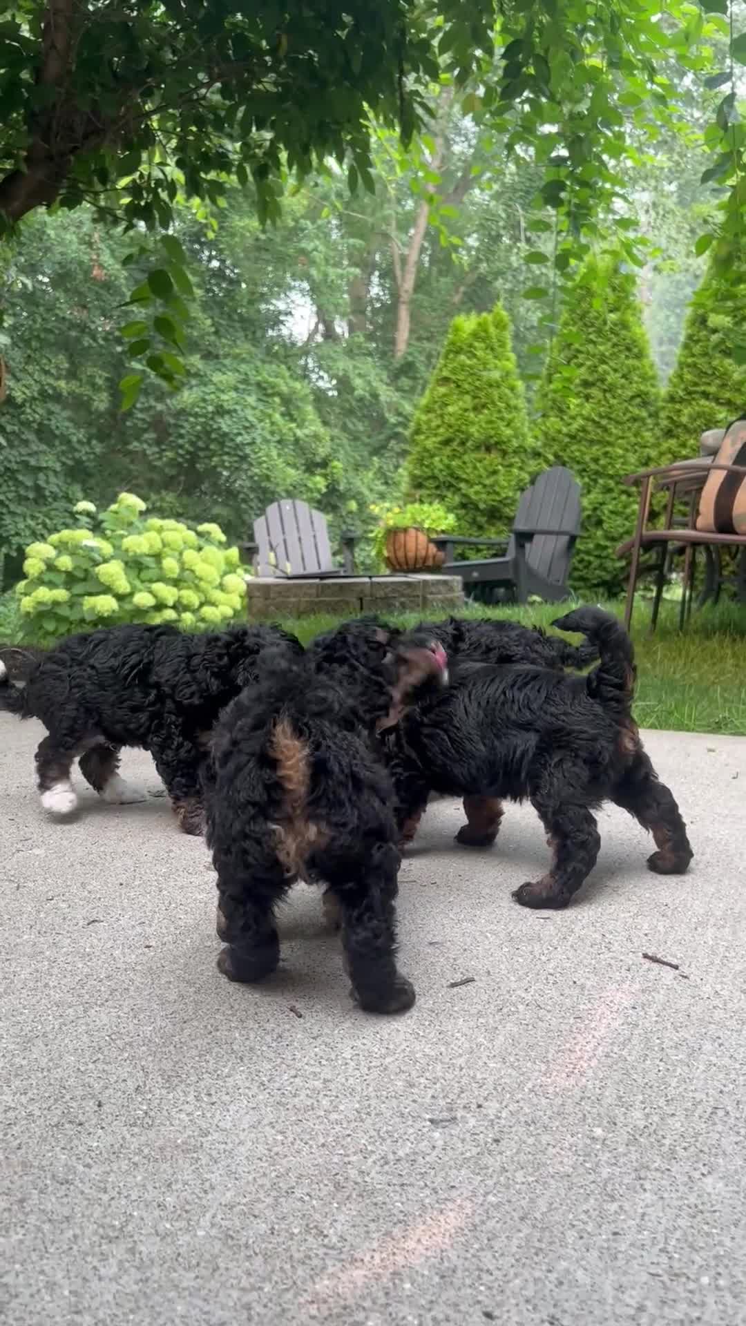Mini Bernedoodle dogs for sale: Daisy - Video 1