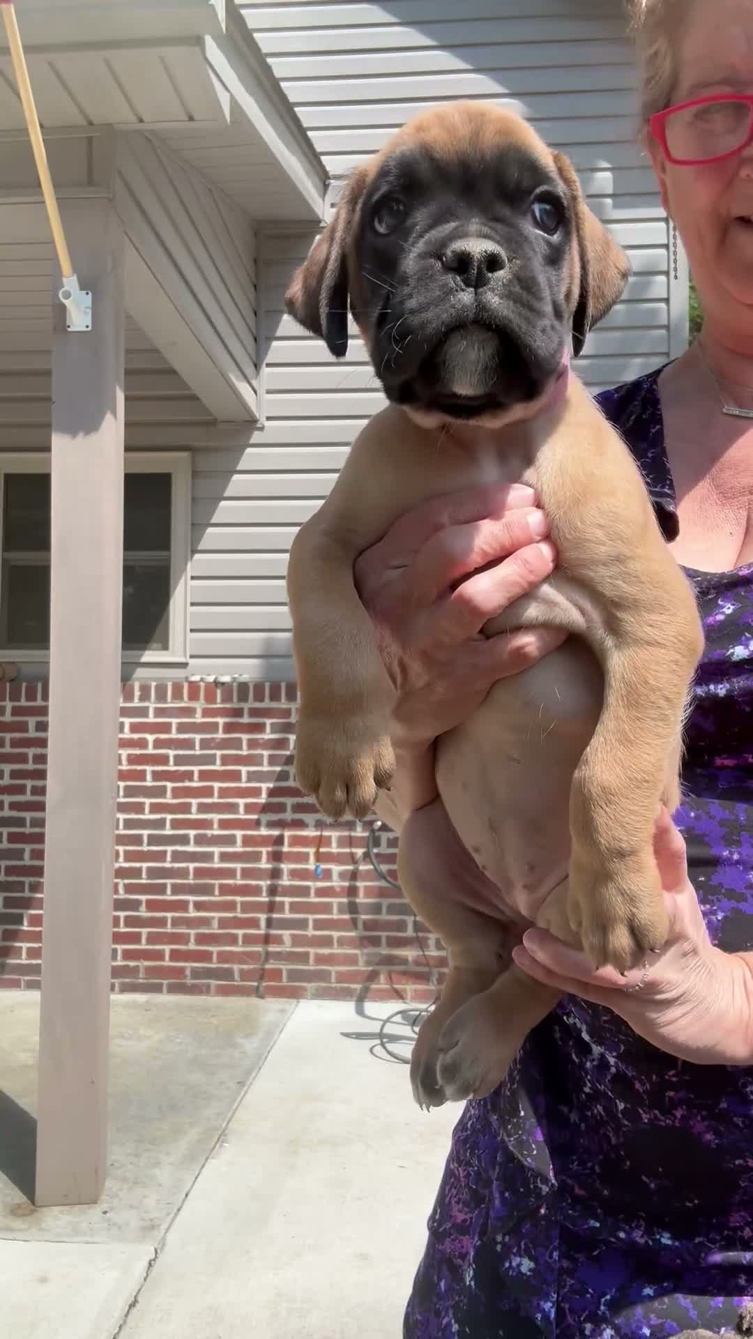 Boxer dogs for sale: Lizzie AKC Euro - Video 1