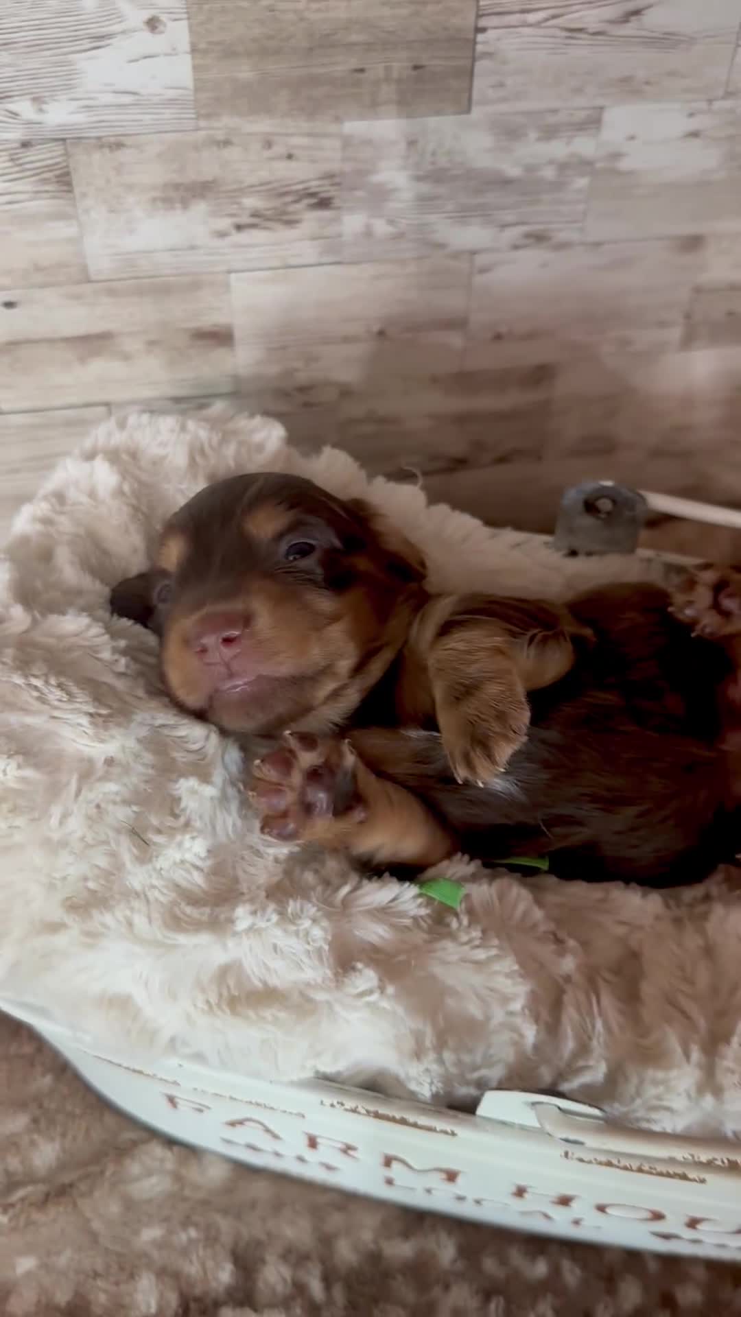 Miniature Dachshund dogs for sale: Bashful - Video 1