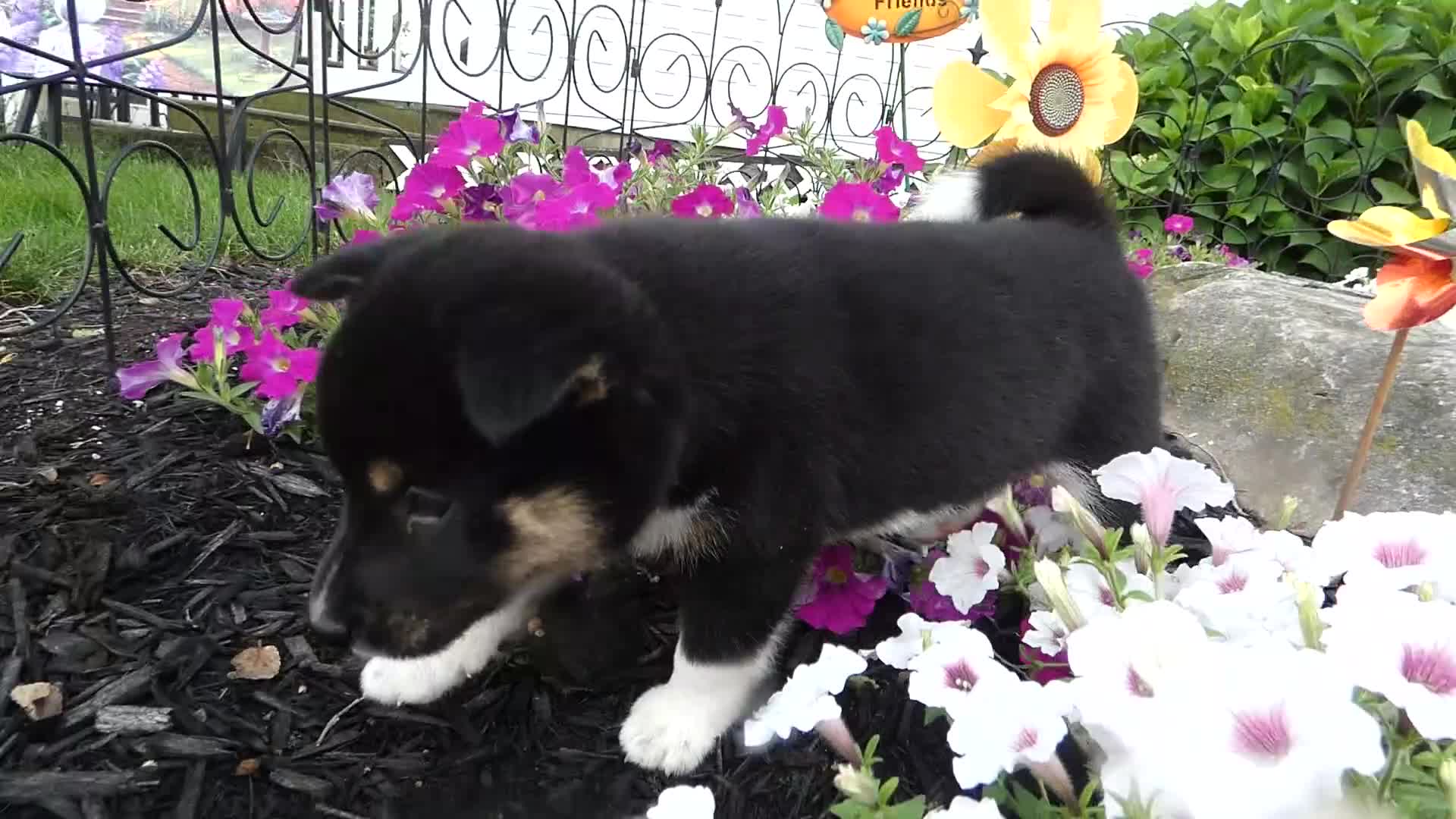 Shiba Inu dogs for sale: Shiba Inu 1 Jasper - Video 1