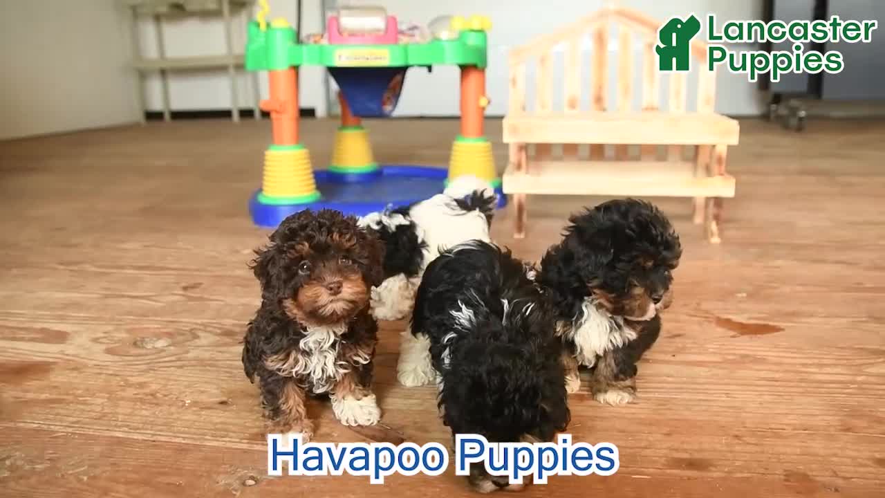 Havapoo dogs for sale: Harley - Video 1