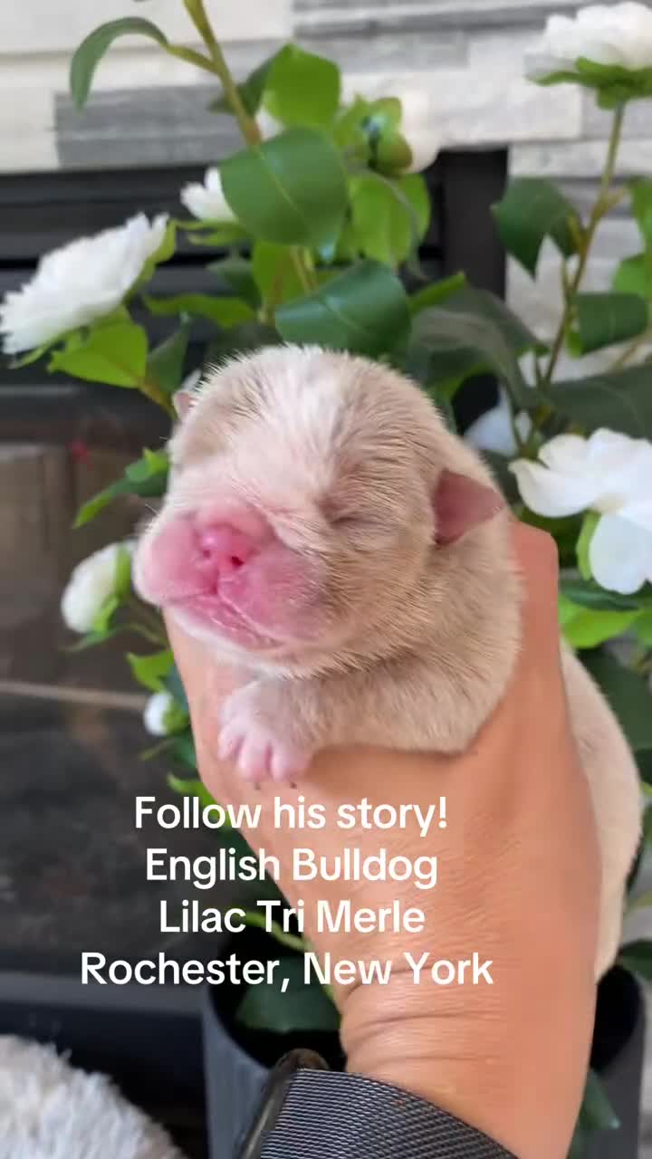 English Bulldog dogs for sale: Ricky - Video 1