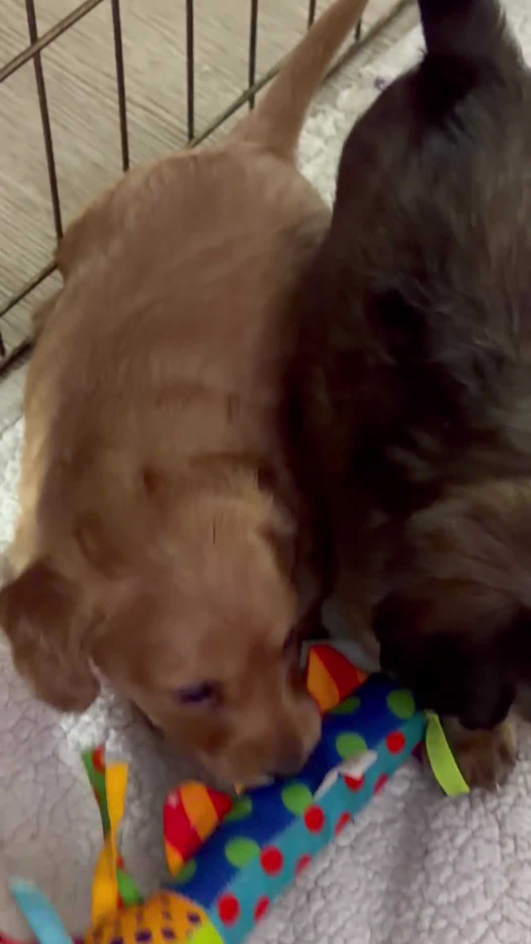 Dachshund dogs for sale: Dachshund 3 - Video 1