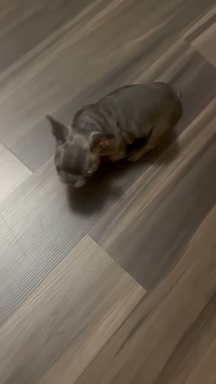 French Bulldog dogs for sale: French Bulldog 4 - Video 1