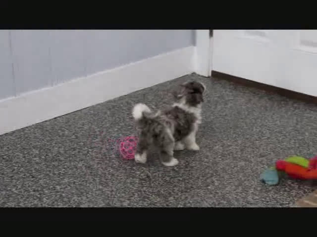 Mini Goldendoodle dogs for sale: Haven - Video 1