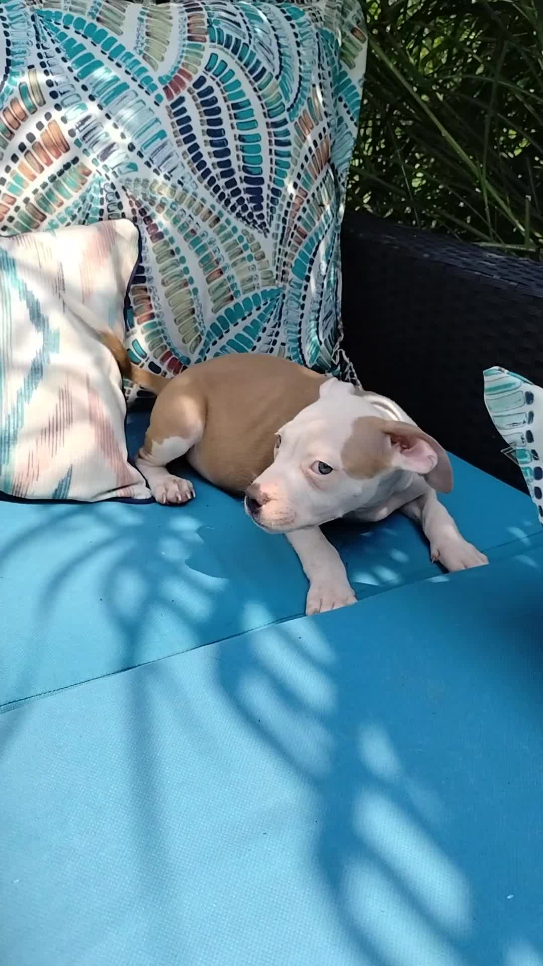 American Bully dogs for sale: Mara - Video 1