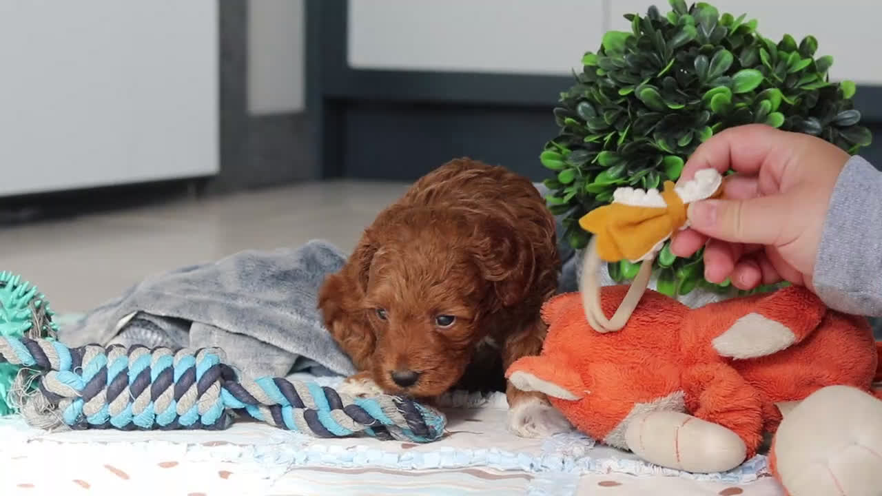 Mini Goldendoodle dogs for sale: Nikki - Video 1