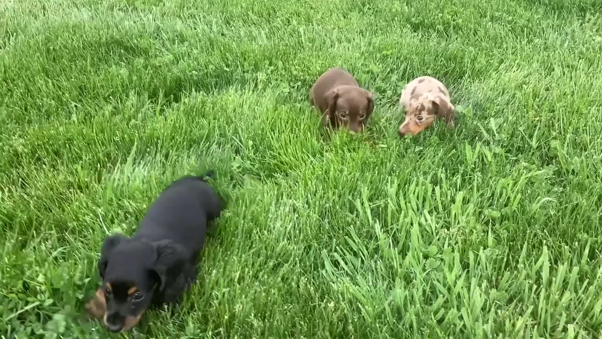 Miniature Dachshund dogs for sale: Panther  - Video 1