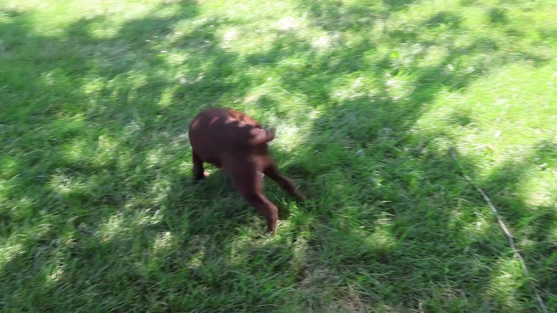 Labrador Retriever dogs for sale: Coco - Video 1