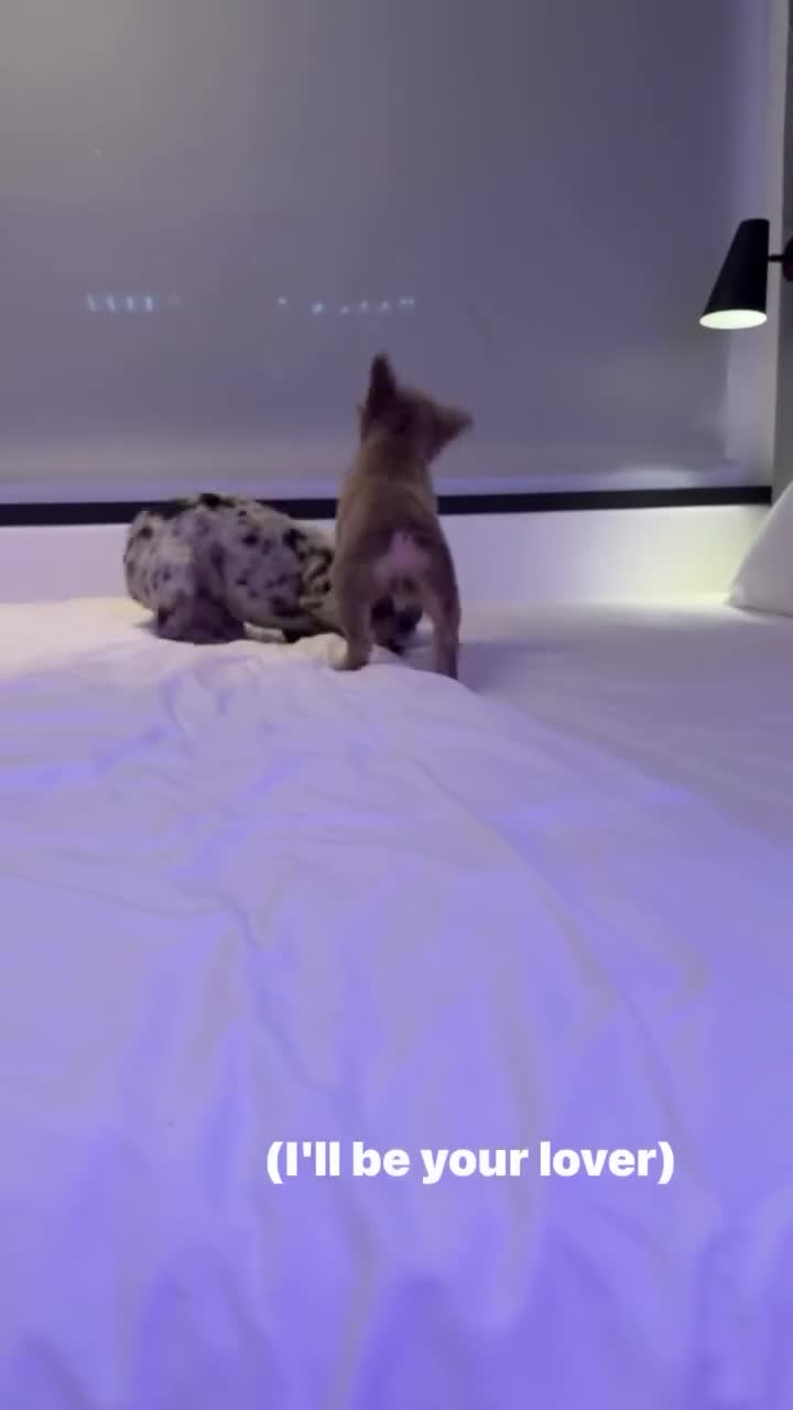 French Bulldog dogs for sale: Female fluffy French Bulldog  - Video 2