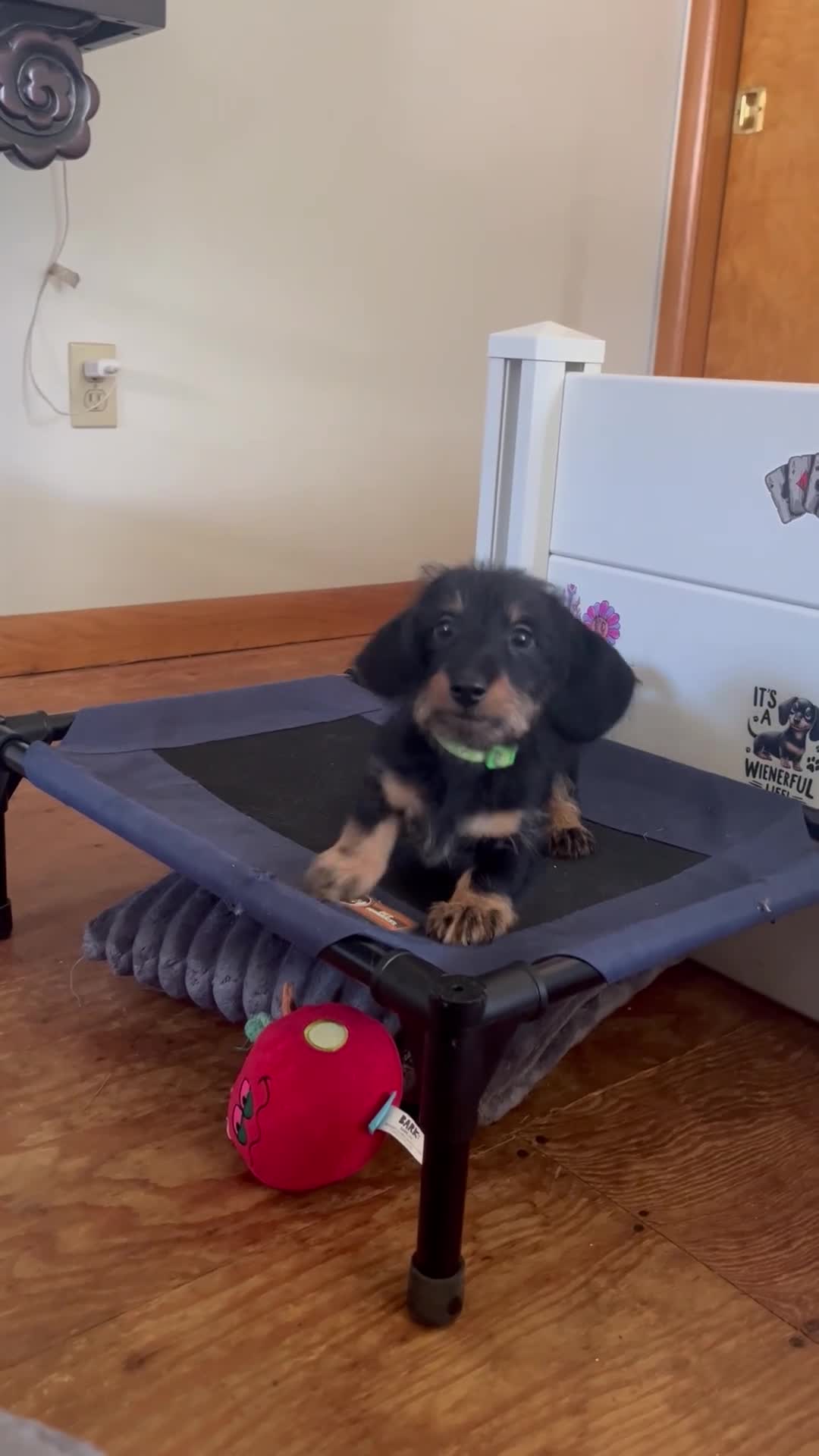 Miniature Dachshund dogs for sale: Reptar - Video 1