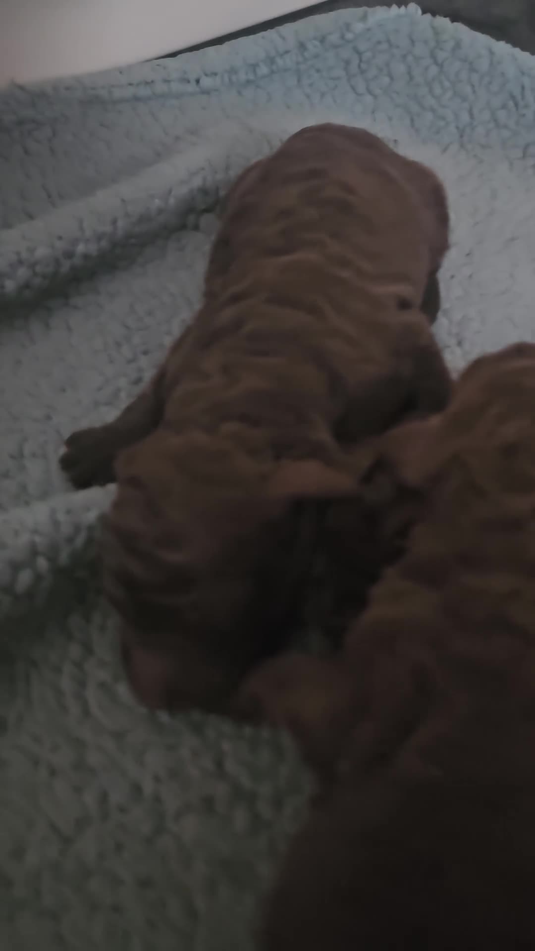 Standard Poodle dogs for sale: Dwight K. Schrute  - Video 1
