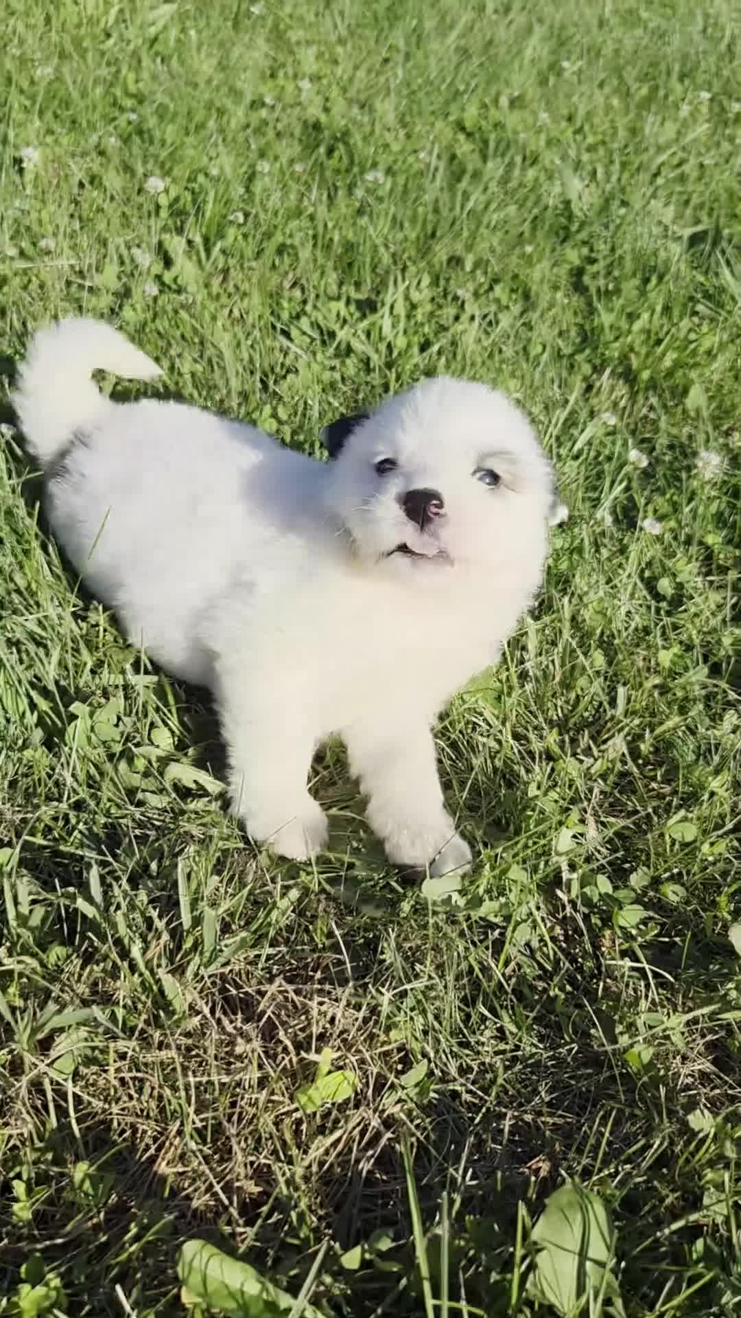 Great Pyrenees dogs for sale: James - Video 1