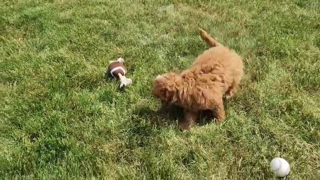 Mini Bernedoodle dogs for sale: Dallas - Video 1