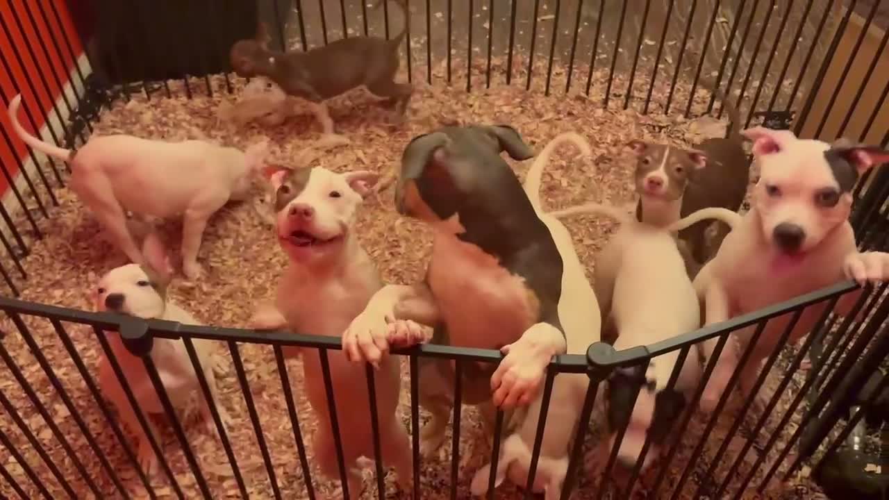 Mixed Breed dogs for sale: Mixed Breed 5 - Video 1