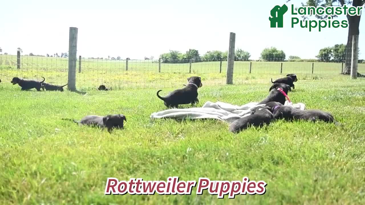 Rottweiler dogs for sale: Ruby - Video 1
