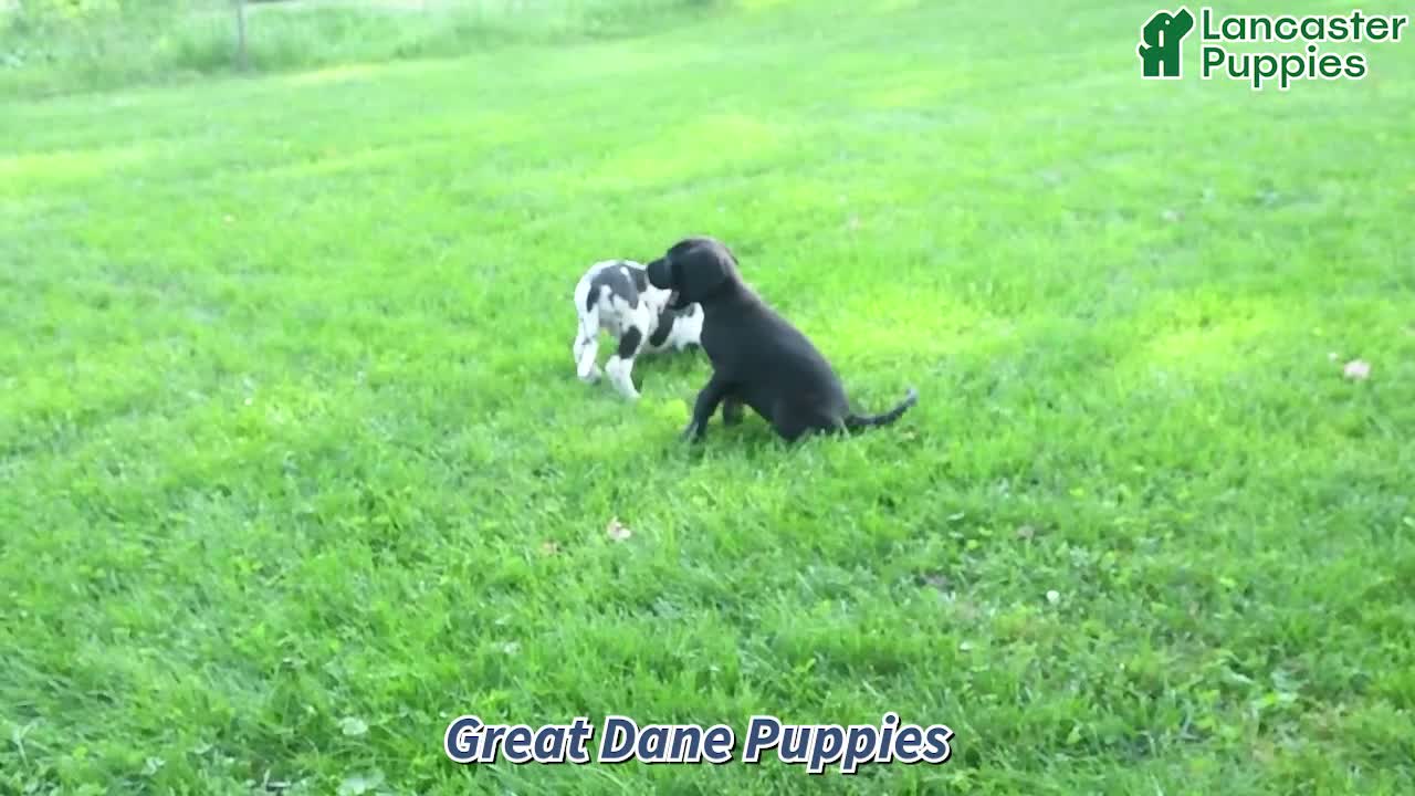 Great Dane dogs for sale: Lola - Video 1