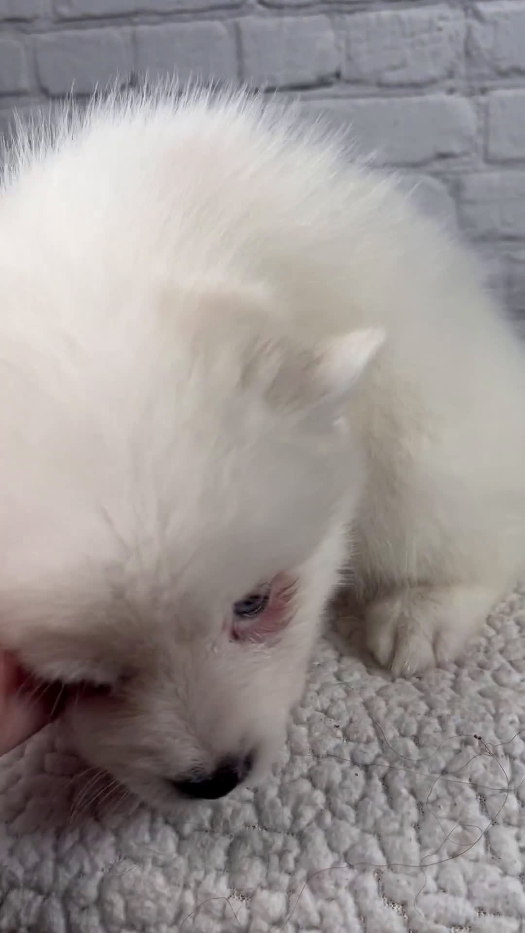 Pomsky dogs for sale: Nicky - Video 1