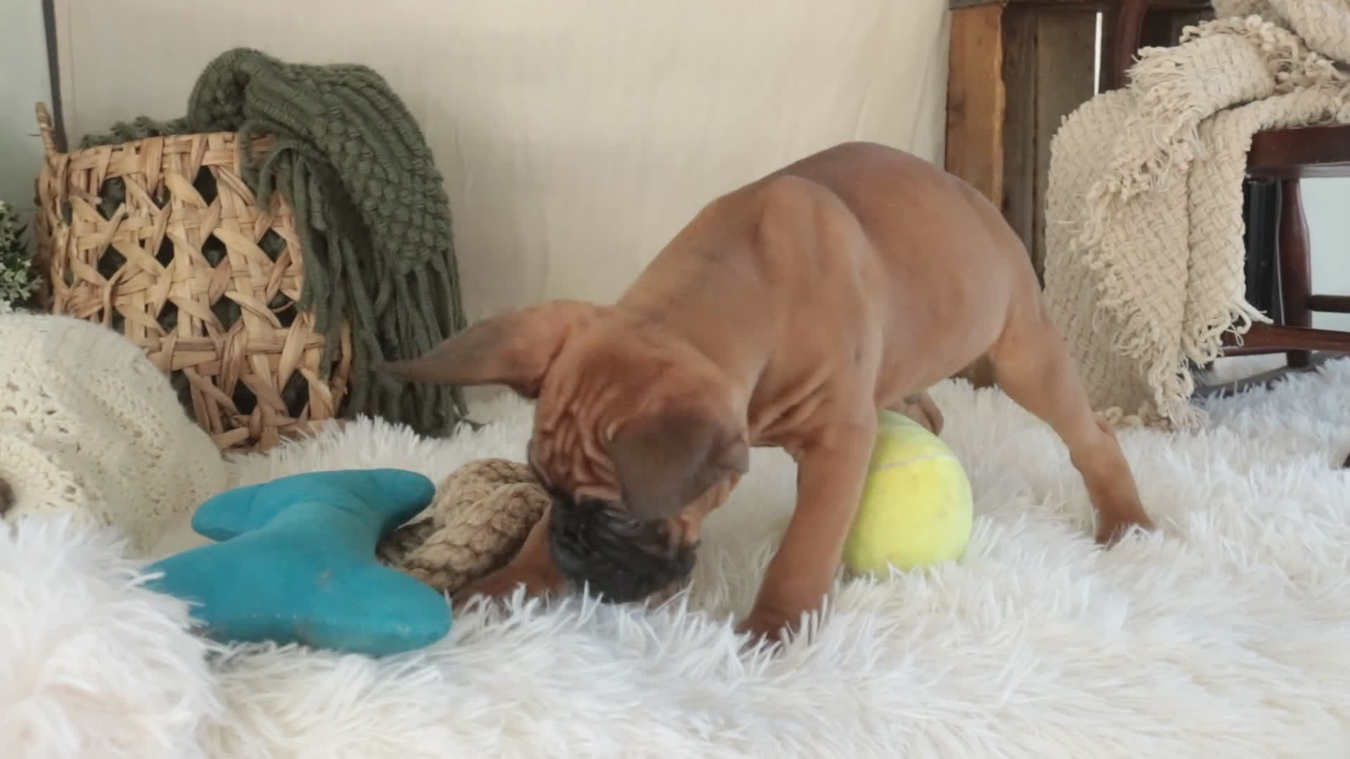 Boxer dogs for sale: Fred - Video 2