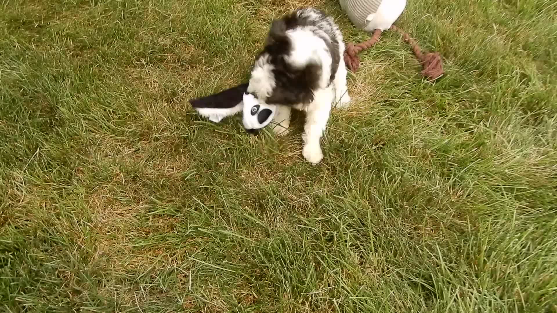 Cockapoo dogs for sale: Snoopy - Video 1